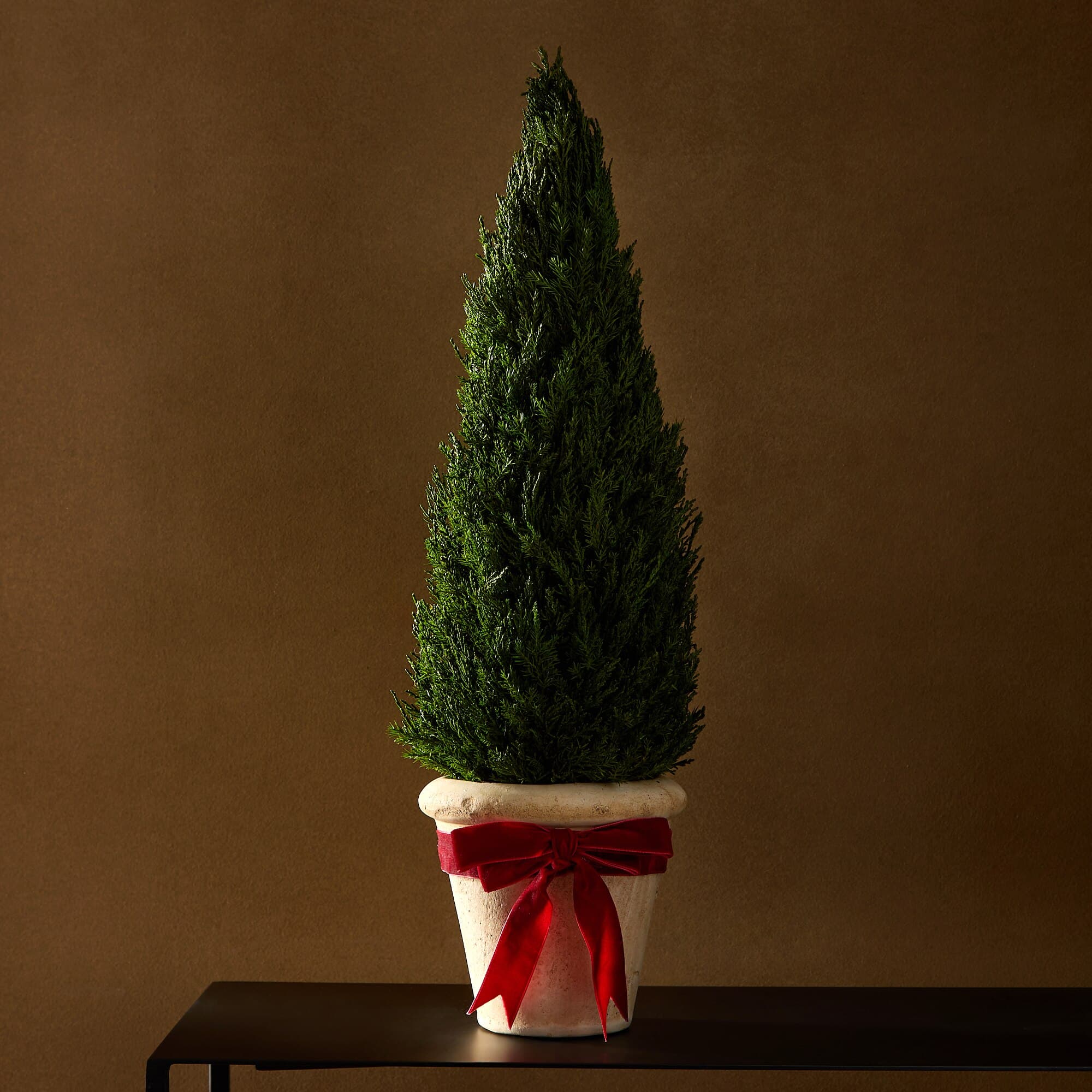 Árbol de mesa preservado Ciprés de Navidad