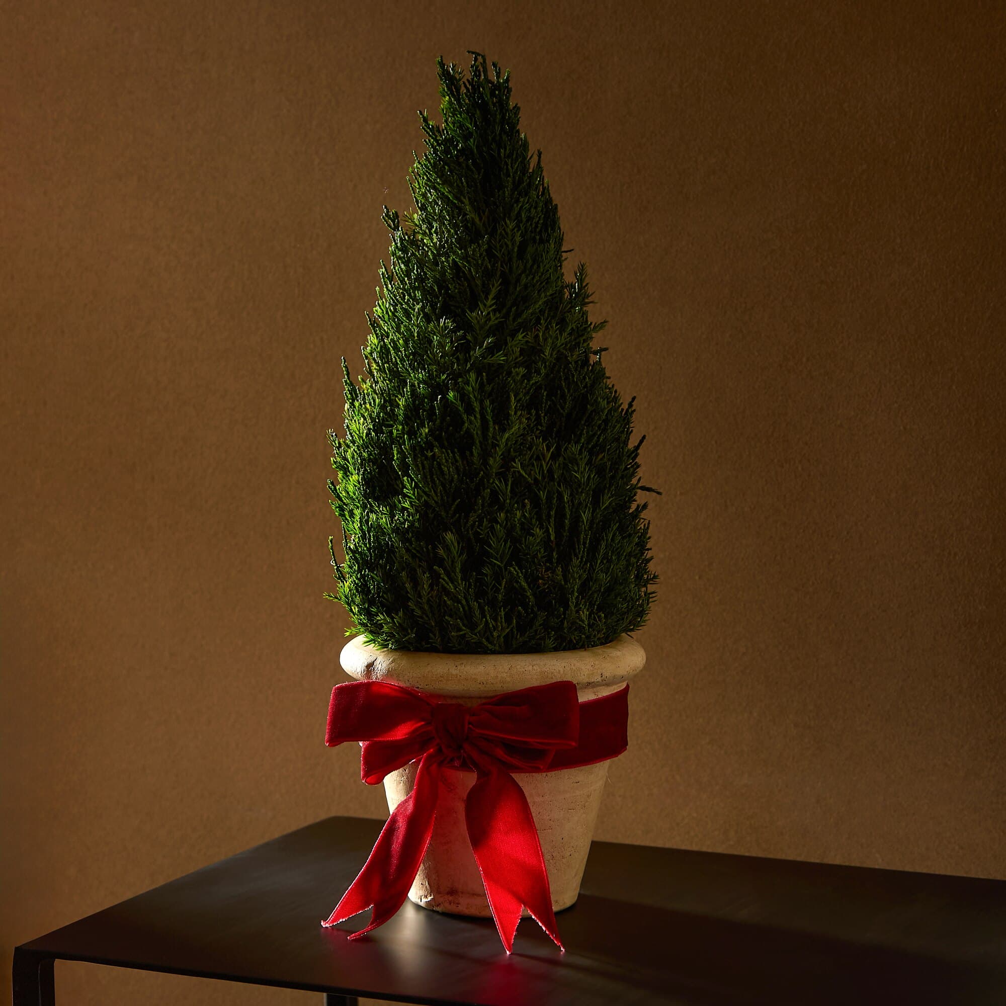 Árbol de Navidad preservado Ciprés en maceta